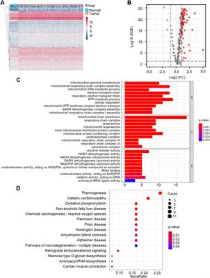 A Novel Lactate Metabolism-Related Gene Signature for Predicting Clinical Outcome and Tumor Microenvironment in Hepatocellular Carcinoma